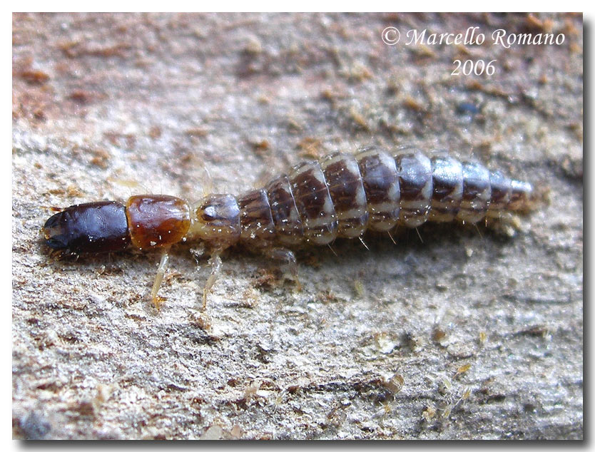 larve Rafidiotteri Parainocellia bicolor, Fibla machlachlani